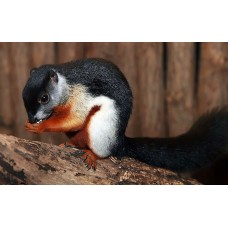 Callosciurus prevostii - Esquilo-tricolor