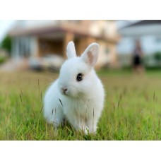 Oryctolagus cuniculus - Coelho Mini Toy