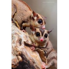 Petaurus breviceps - Petauro-do-açúcar 