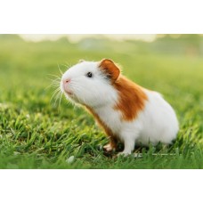 Cavia porcellus - Porquinho-da-índia