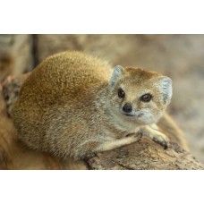 Cynictis penicillata - Mangusto-amarelo