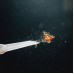 Pure Nature Red Mosquito Larvae