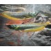 Osteoglossum bicirrhosum - Silver Arowana