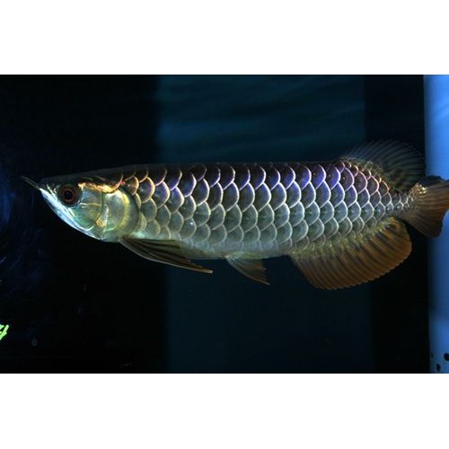 Scleropages formosus - Aruana asática - Blue base Scleropages formosus - Aruana asática - Blue base