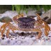 Parathelphusa pantherina - Caranguejo Pantera