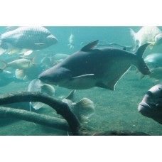 Pangasius sutchi - Iridescent shark