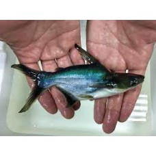 Pangasius sanitwongsei - Paroon Shark - Short Body