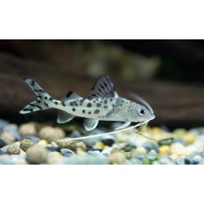 Pimelodus pictus - Pictus Cat