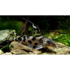 Synodontis decorus - Clown Synodontis