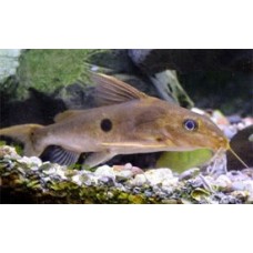 Synodontis notata - One-spot Synodontis