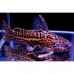 Liosomadoras oncinus - Jaguar Catfish