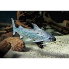 Platynematichthys notatus - Lince Catfish