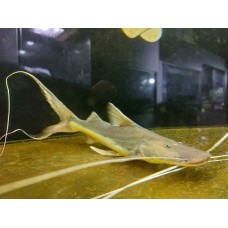 Brachyplatystoma platynemum - Slobbering Catfish