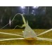 Brachyplatystoma platynemum - Slobbering Catfish