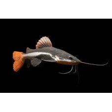 Phractocephalus hemioliopterus - Redtail catfish