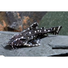 Agamyxis pectinifrons - Spotted Talking Catfish