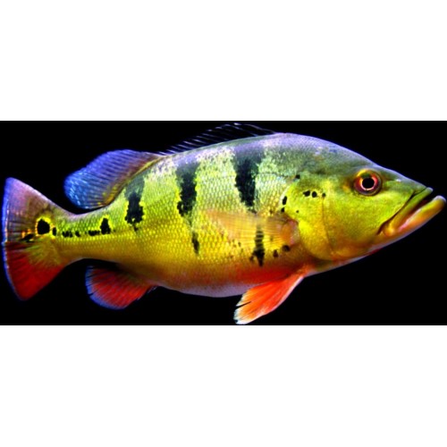 Cichla orinocensis - Tucunaré do Orinoco Cichla orinocensis - Tucunaré do Orinoco