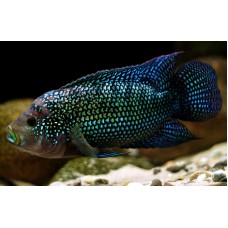 Rocio octofasciata - Jack Dempsey Cichlid