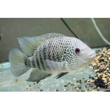 Mayaheros beani - Beani Cichlid