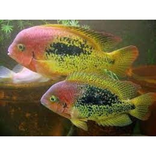 Vieja bifasciata - Red-spotted Cichlid Vieja bifasciata - Red-spotted Cichlid
