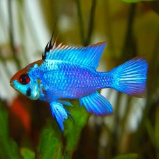 Mikrogeophagus ramirezi - Electric Blue Ram