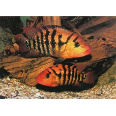 Mesoheros festae - Red Terror