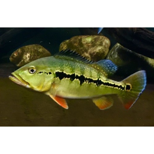 Cichla Intermedia - Royal Peacock Bass Cichla Intermedia - Royal Peacock Bass