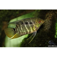 Mesonauta festivus sp. Manapiare - Flag Cichlid