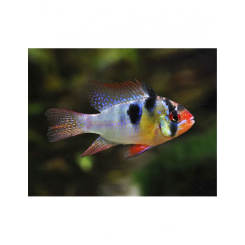 Mikrogeophagus ramirezi - Ram Mikrogeophagus ramirezi - Ram