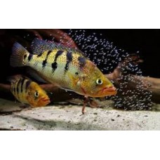 Petenia splendida Laguna Catazaja