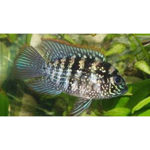 Andinoacara pulcher - Blue Acara Andinoacara pulcher - Blue Acara
