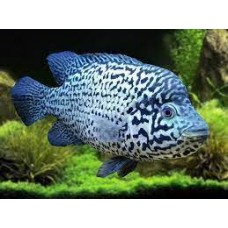 Nandopsis tetracanthus - Cuban cichlid