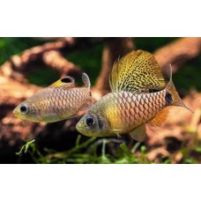 Oreichthys crenuchoides - Drape Fin Barb