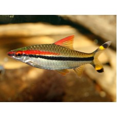 Sahyadria denisonii - Barbo denisonii