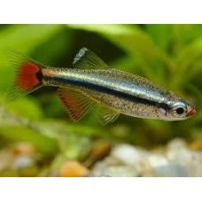 Tanichthys albonubes - Neon chinês