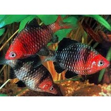 Pethia nigrofasciata - Black Ruby Barb