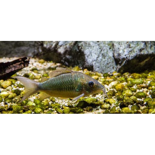 Corydoras splendens - Emerald 'Brochis'