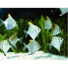 Monodactylus sebae - African Mono