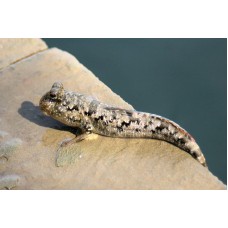 Periophthalmus argentilineatus - Saltador da lama