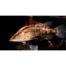 Siniperca chuatsi RED - Mandarin fish