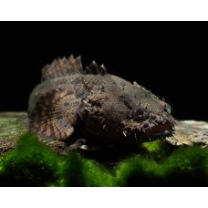 Allenbatrachus grunniens - 'Freshwater' Toadfish