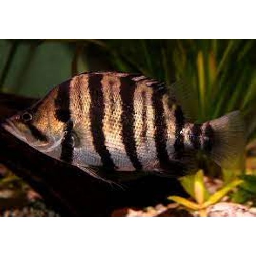 Datnioides polota - Dat polota Datnioides polota - Dat polota