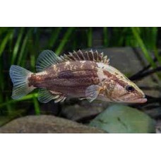 Siniperca undulata - Perca chinesa