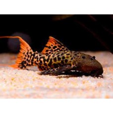 Pseudacanthicus sp. - L273 Titanicus Pleco