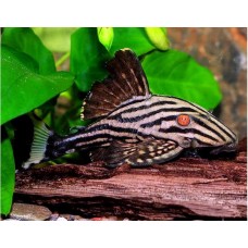 Panaque Nigrolineatus - L190 Royal Pleco