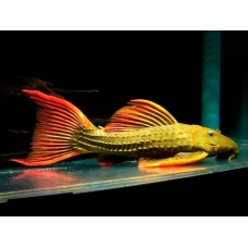 Pseudacanthicus pitanga - L024 Red Fin Cactus Pleco