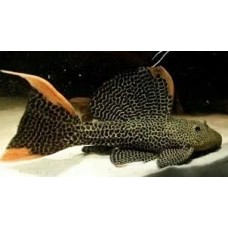 Pseudacanthicus cf. leopardus - L114, LDA007, Demini Leopard Cactus Pleco
