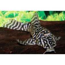 Hypancistrus debilittera - L129 Pleco zebra da Colômbia
