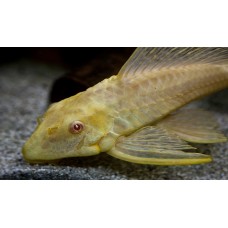 Pterygoplichthys gibbiceps - L165 SailFin Pleco ALBINO