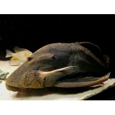 Panaque sp. - L191 Dull Eyed Royal Pleco